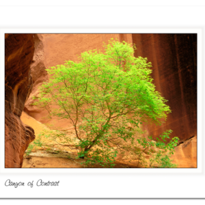 Art Card - Canyon Of Contrast