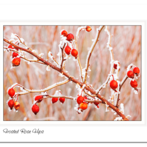 Frosted Rose Hips - Marshall Mesa, Colorado