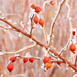Frosted Rose Hips - Colorado