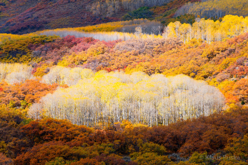 Quilted Autumn - Colorado